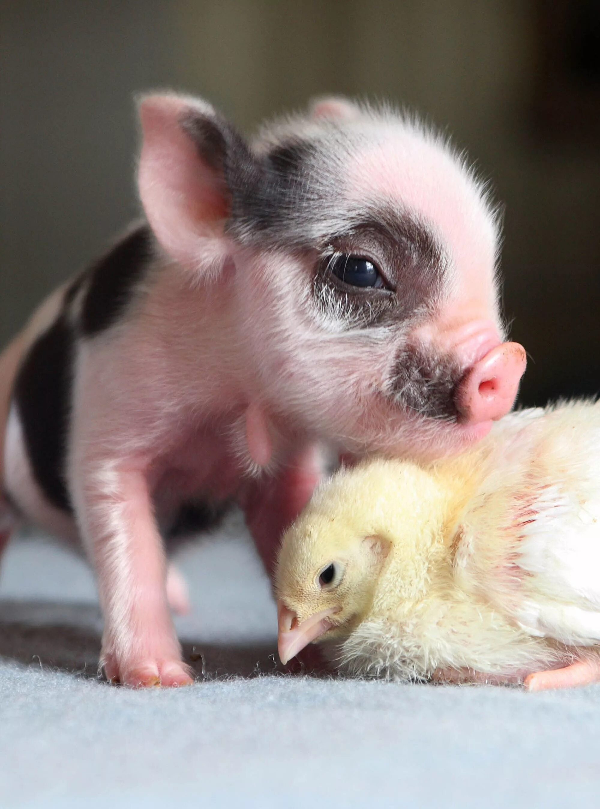 Teacup pig Cute animals, Baby pigs, Cute animal photos