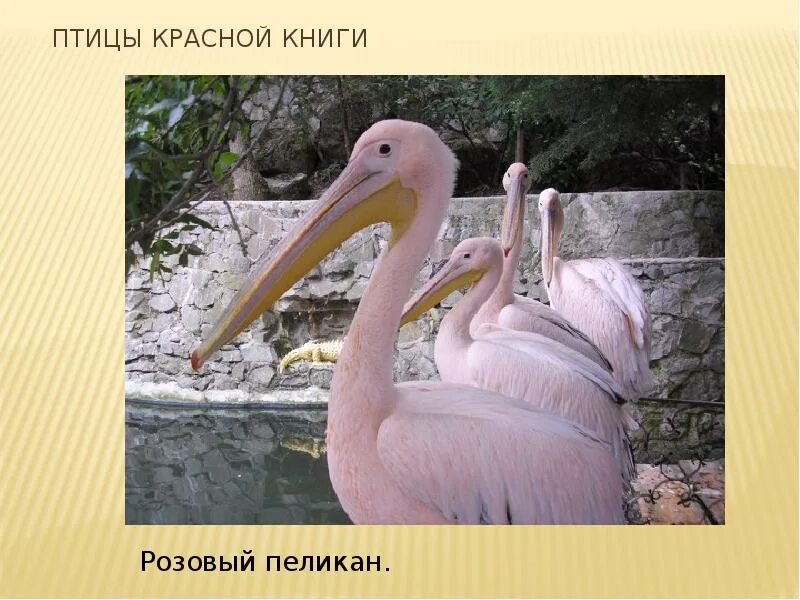 Розовый пеликан красная. Розовый Пеликан птица. Краснокнижные розовый Пеликан. Розовый Пеликан красная книга Ставропольского края. Розовый Пеликан красная книга.