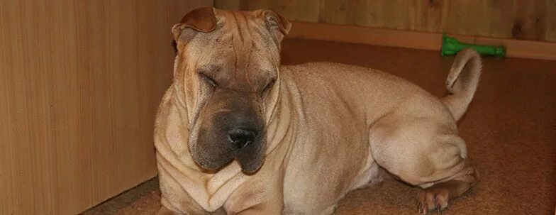 Собака отказывается от еды. Собака ест сухой корм. Собака не ела 2 дня. Глистная инвазия у собак. Эозинофильный миозит у собак.