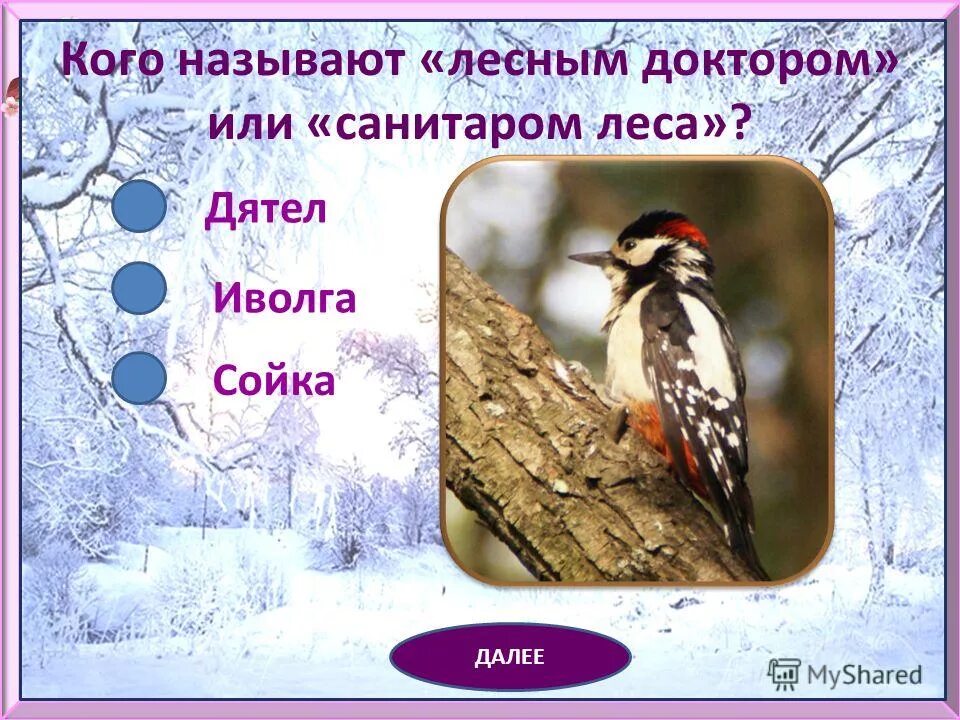 Птицу называют лесным лесным доктором. Перо дятла. Птицы родного края. Дятел описание. Почему дятла называют санитаром леса.
