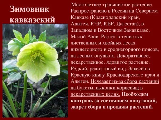 Презентация Первоцветы Адыгеи, занесённые в Красную Книгу