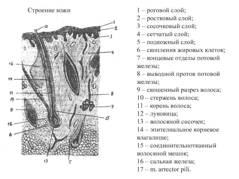 Послойное строение кожи анатомия. Строение кожи и волоса схема. Строение кожи слои схема. Структуры кожи с обозначениями.