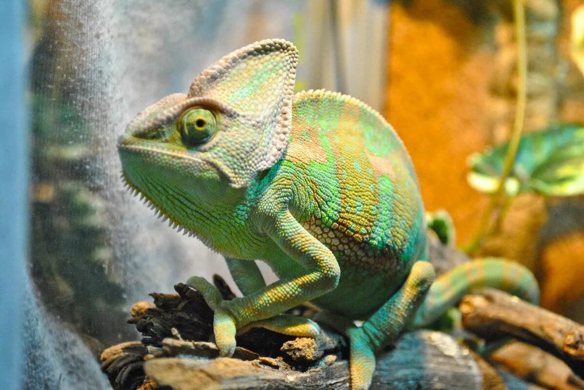 Кормежка хамелеона. Йеменский хамелеон самец. Йеменский хамелеон самка. Йеменский хамелеон морфы. Йеменский хамелеон.