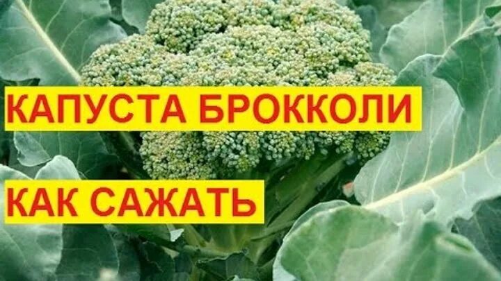 Рассада брокколи. Капуста брокколи сажать. Рассада капусты брокколи. Посадка брокколи на рассаду. Когда сажать брокколи на рассаду в 2024