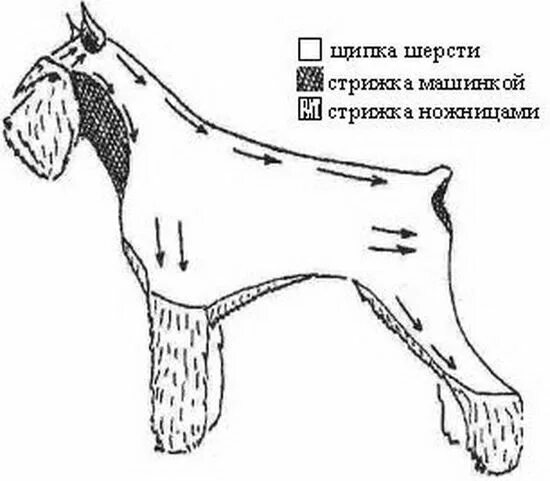 Как стричь шерсть собаки