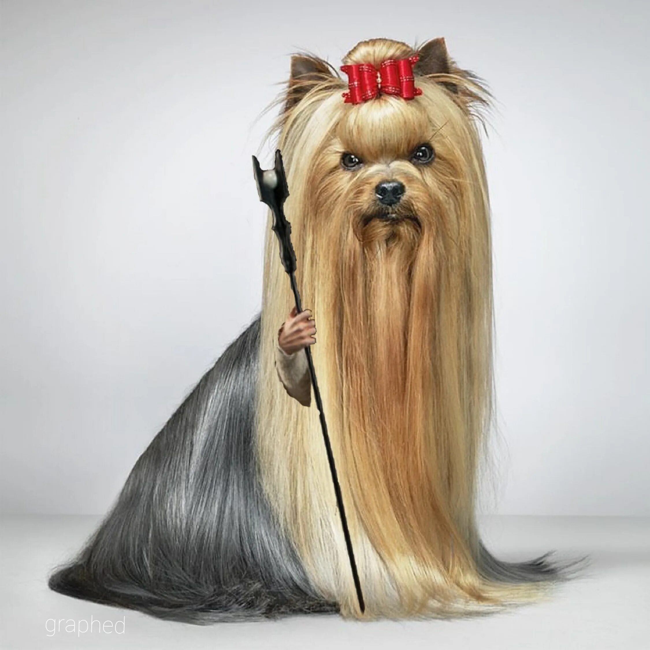 Йоркширский терьер длинношерстный. Собачка с хвостиком. Йоркширский терьер ши тцу. Топ кнот йоркширского терьера. Собачка с хвостиком на голове.