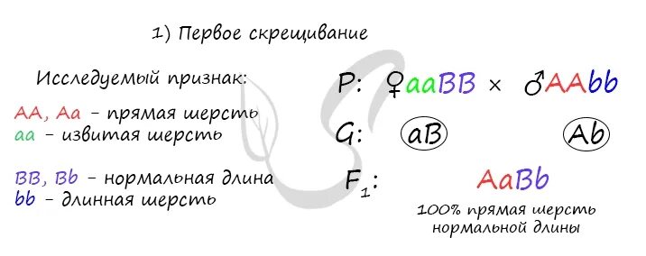 Мыши с извитой шерстью нормальной длины. При скрещивании мышей с извитой шерстью нормальной. При скрещивании мышей с извитой шерстью нормальной длины 27 99 98 24. При скрещивании мышей с извитой шерстью нормальной длины. Скрещивали мышей с извитой шерстью нормальной