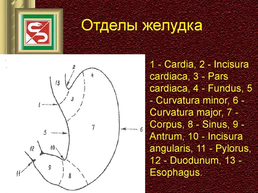 Антральная часть желудка. Отделы желудка. Желудок отделы желудка. Деление желудка на отделы. 8 Отделов желудка.