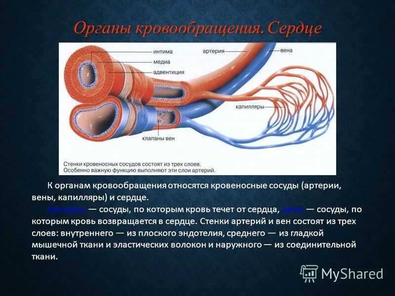 Какие изменения происходят в капиллярах. Какие изменения происходят в капиллярах