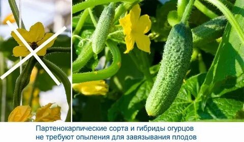 Опыляемые сорта огурцов