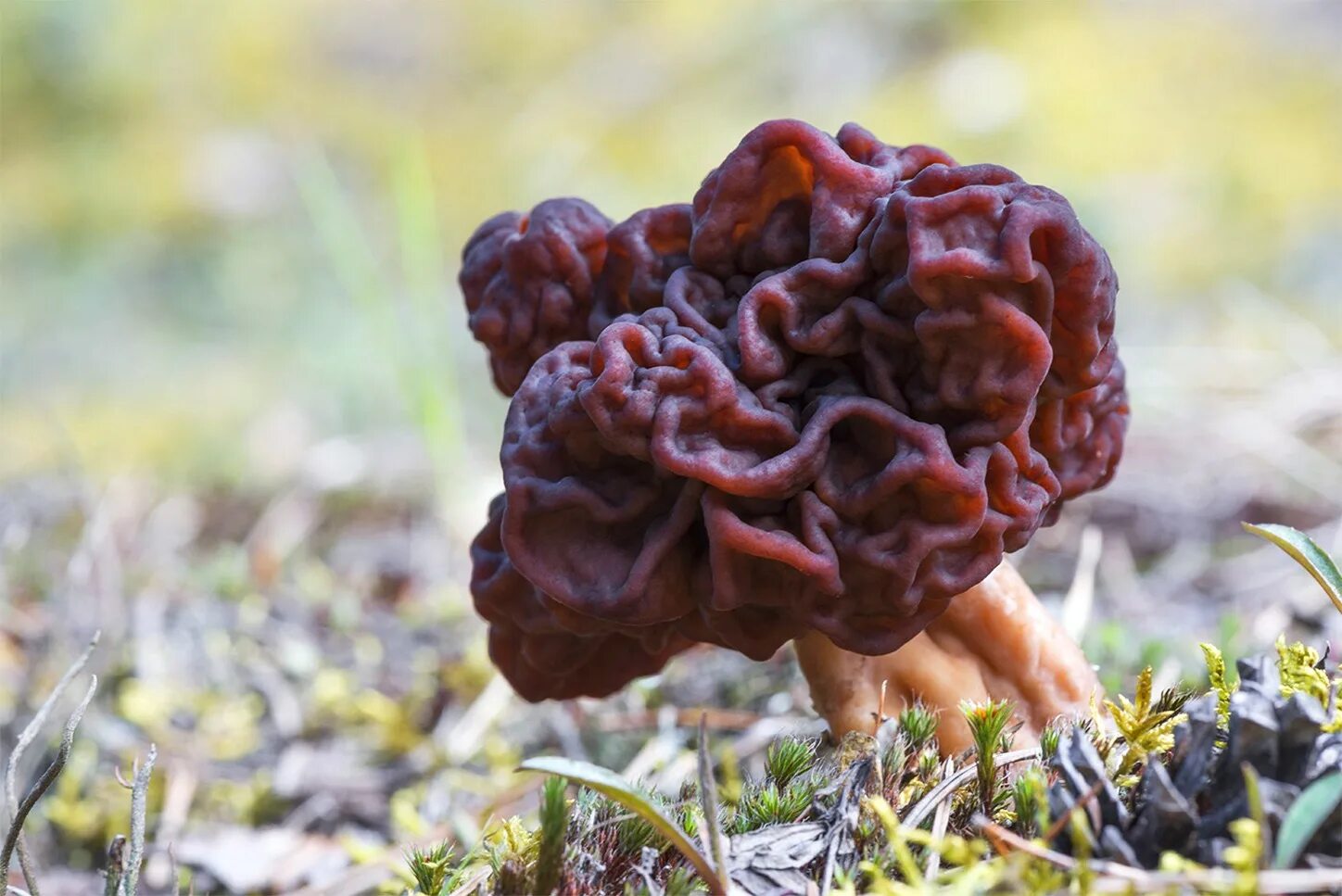 Гриб строчок обыкновенный. Обыкновенный строчок (Gyromitra esculenta). Гриб строчок и сморчок. Строчок гриб весенний. Как правильно приготовить сморчки грибы