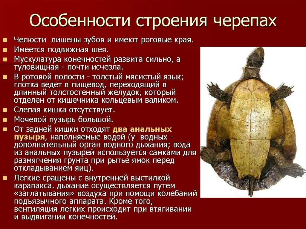 Признаки класса черепахи. Отряд черепахи внутреннее строение. Внешнее строение пресмыкающихся черепахи. Характеристика отряда черепах. Внутренне строение черепахи.