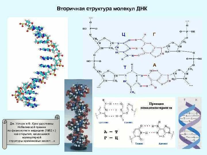 Структуры молекулы днк установили. Опишите вторичную структуру молекулы ДНК. Вторичная структура молекулы ДНК связи. Строение вторичной структуры ДНК. Вторичная структура ДНК водородные связи.