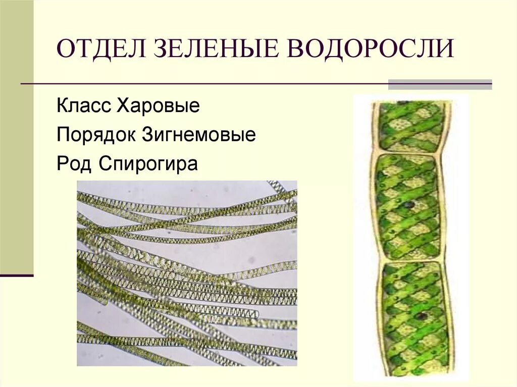 Спирогира представитель. Отдел зеленые водоросли спирогира. Отдел цианобактерии сине-зеленые водоросли. Харовой водоросли спирогиры. Chlorophyta отдел зелёные водоросли.