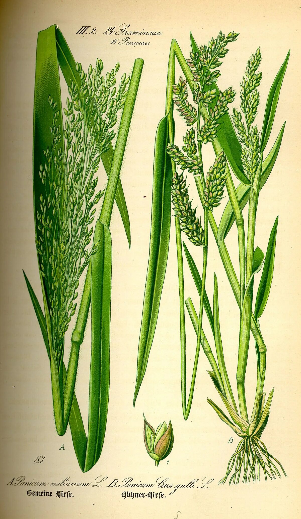 Panicum miliaceum l. Просо злак. Зерновка просо. Просо посевное.