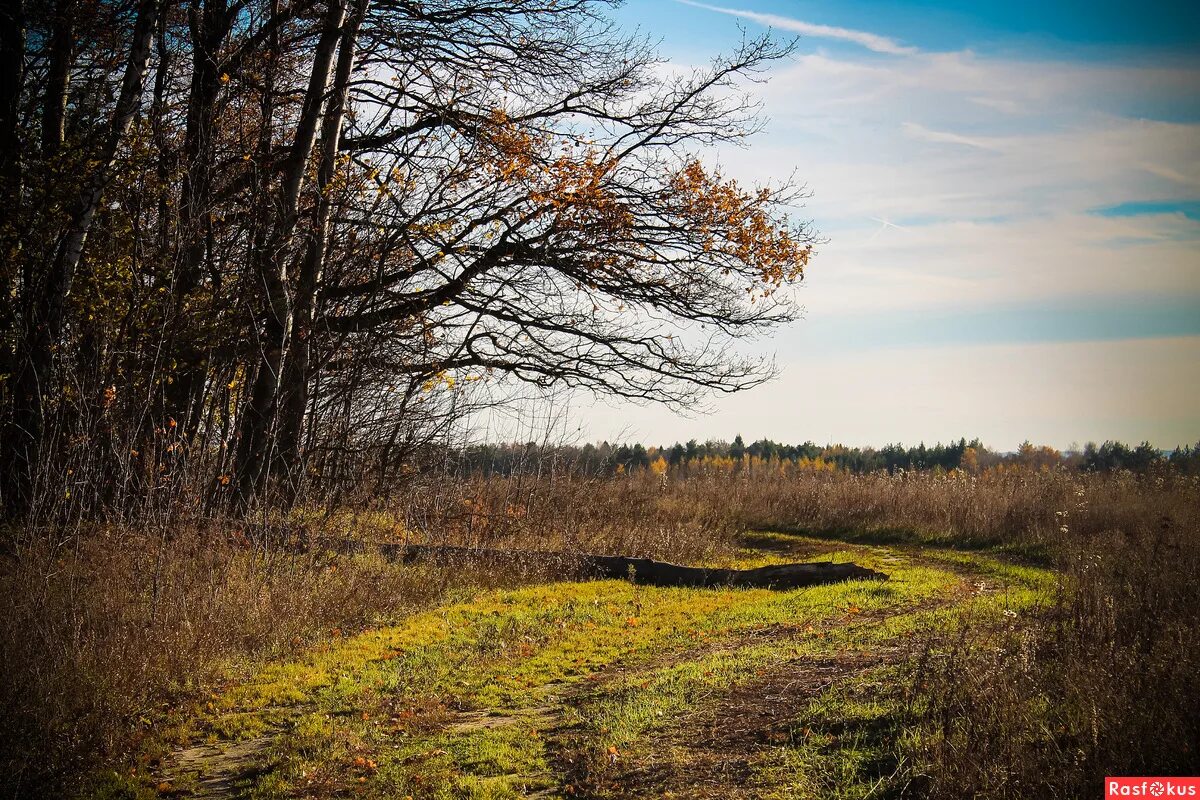 расфокус. октябрьский пейзаж. расфокус челябинск. осенняя тропа россия. в расфокусе.