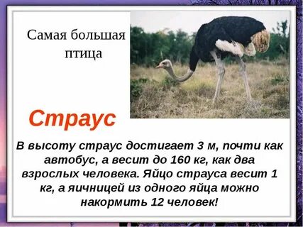 Интересные факты о птицах