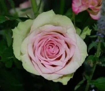 Dancing rose