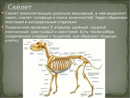 Значение опорно двигательной системы млекопитающих