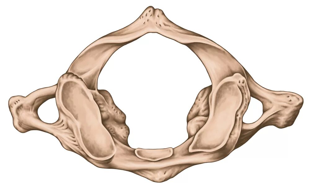 Смо атлант. 1 Шейный позвонок Атлант. Атлант позвонок анатомия. Первый шейный позвонок Атлант строение. Шейные позвонки 1 шейный позвонок Атлант.