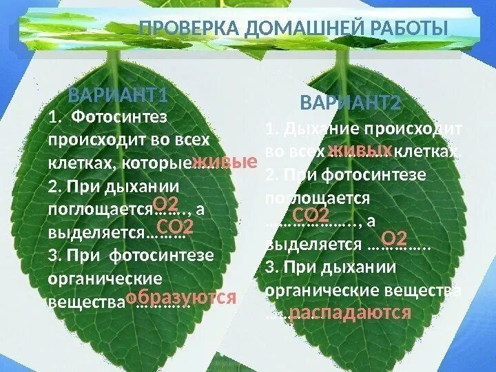 Фотосинтез происходит тест. Органические вещества при фотосинтезе. при дыхании образуются органические вещества. что происходит с органическими веществами при фотосинтезе. что происходит с органическими существами при фотосинтезе.