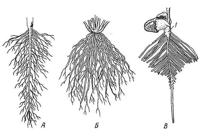 Сложная корневая система. Мочковая типа корневых систем. Стержневая и мочковатая корневая система. Корневая система типы корневых систем. Корневая система риса.