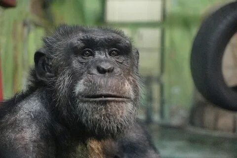 Зубарев обезьяны