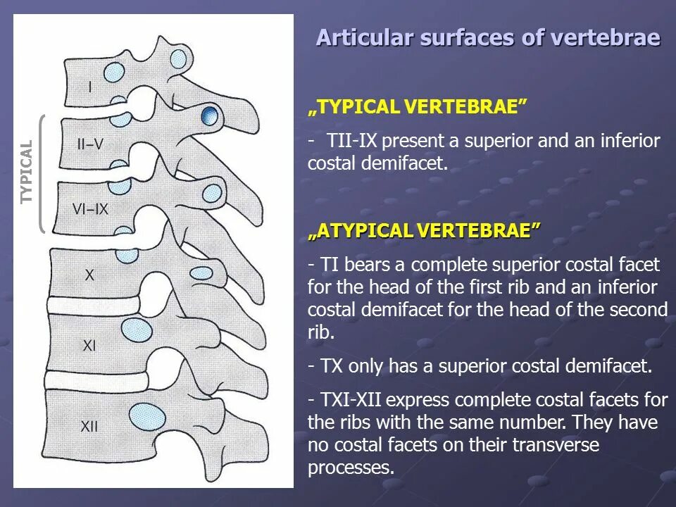 Typical Thoracic vertebrae. Вертебре приоритет. Thoracic Oncology presentations. Thoracic facet Block. Facet перевод