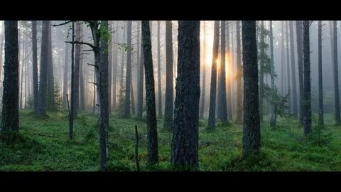 Хвойный лес лес шумит