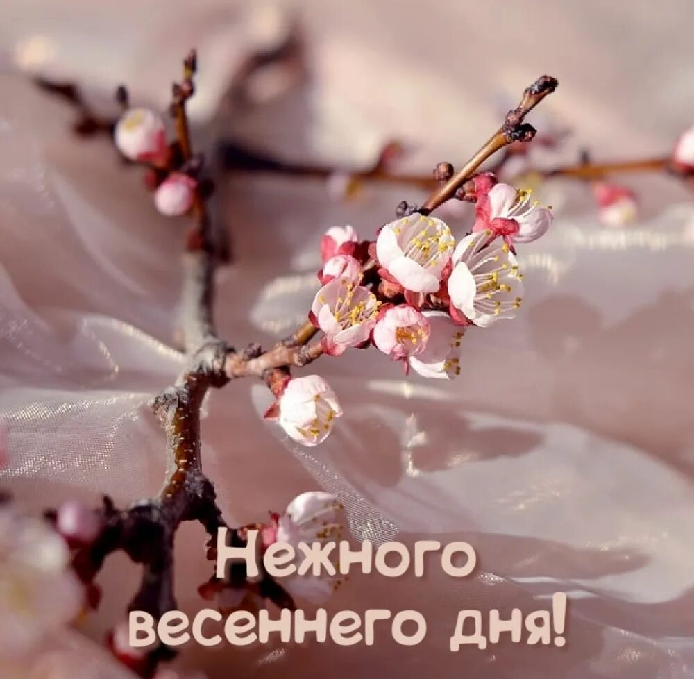 Весенний день. Нежного весеннего дня.