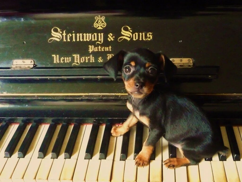 Собачий вальс картинка на пианино. Собачий вальс. Собака музыкальная. Собака за роялем. Пианино собачка.