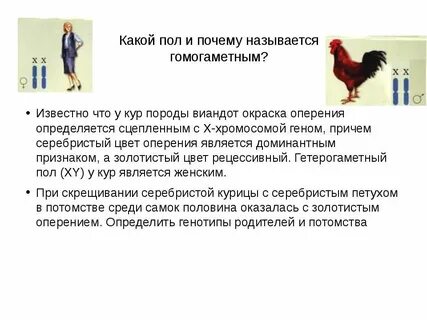 У кур встречается сцепленный с полом