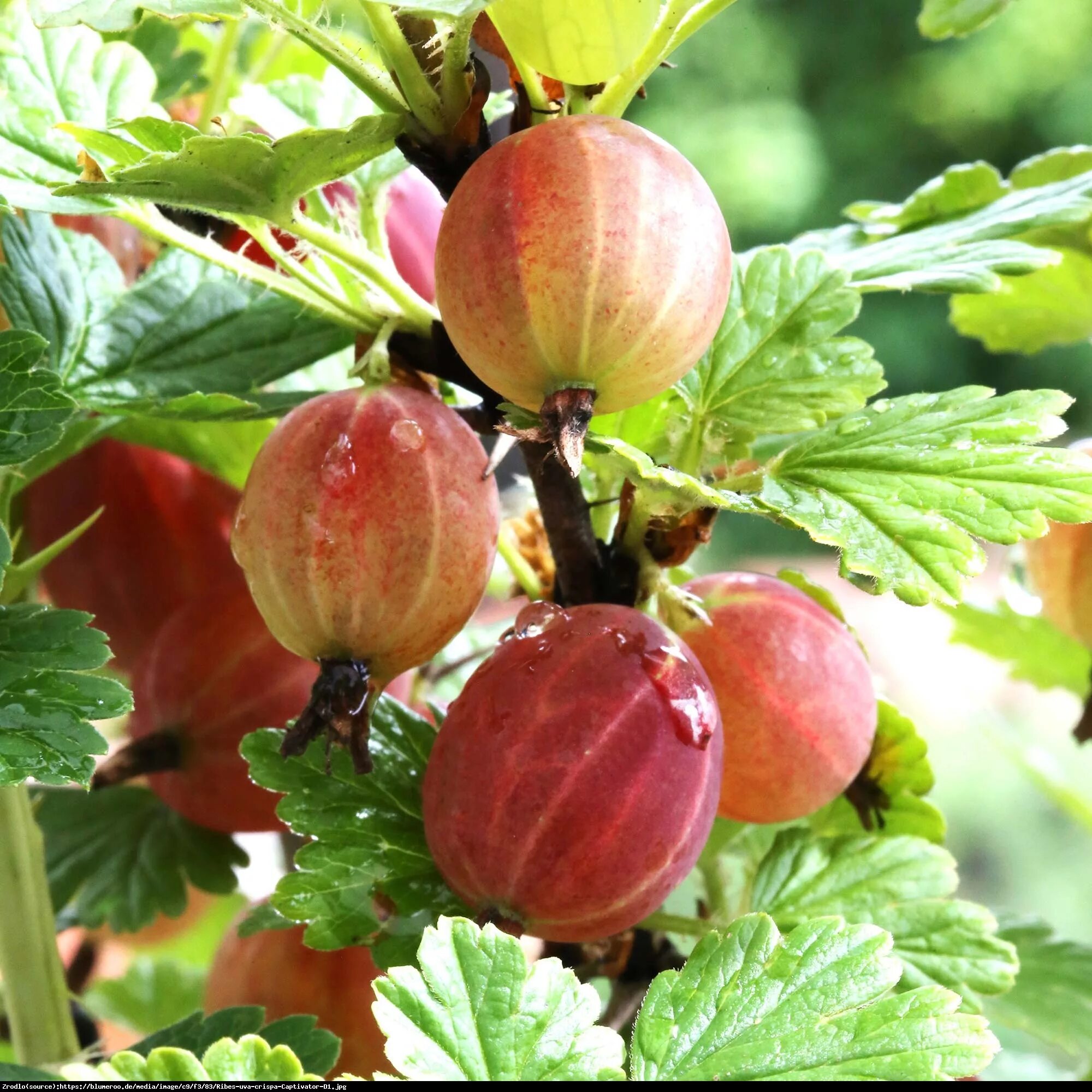 Крыжовник русский красный. Крыжовник Северный Капитан. Крыжовник (ribes grossularia `Командор`). Сорт крыжовника Кардинал. Крыжовник hinnonmainen keltainen.