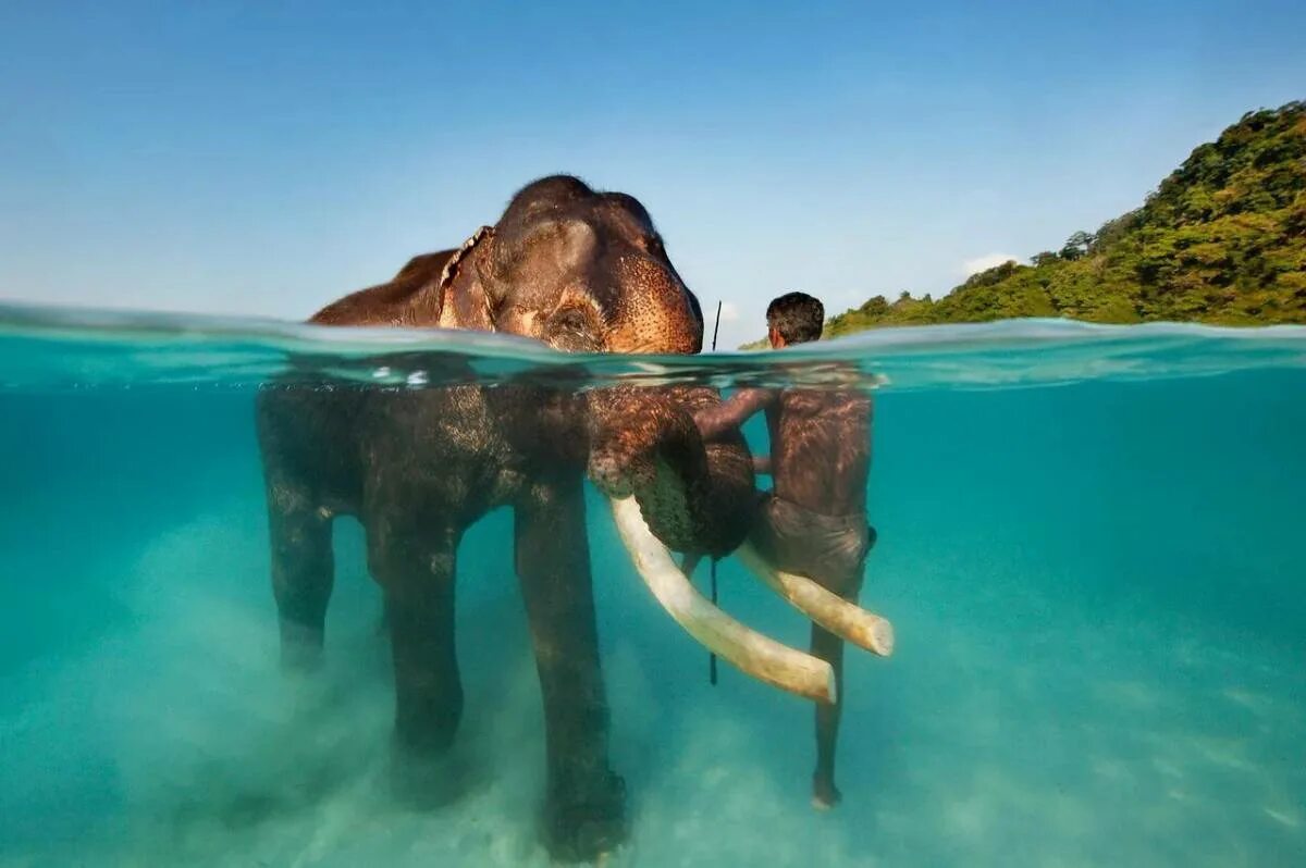 Необычные фото. Андаманские острова. Андаманские острова слон. Андаманские и Никобарские острова.