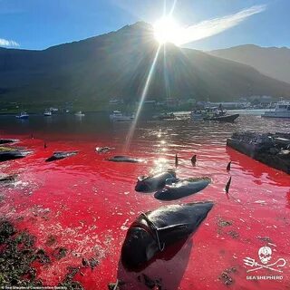 Blood сайт