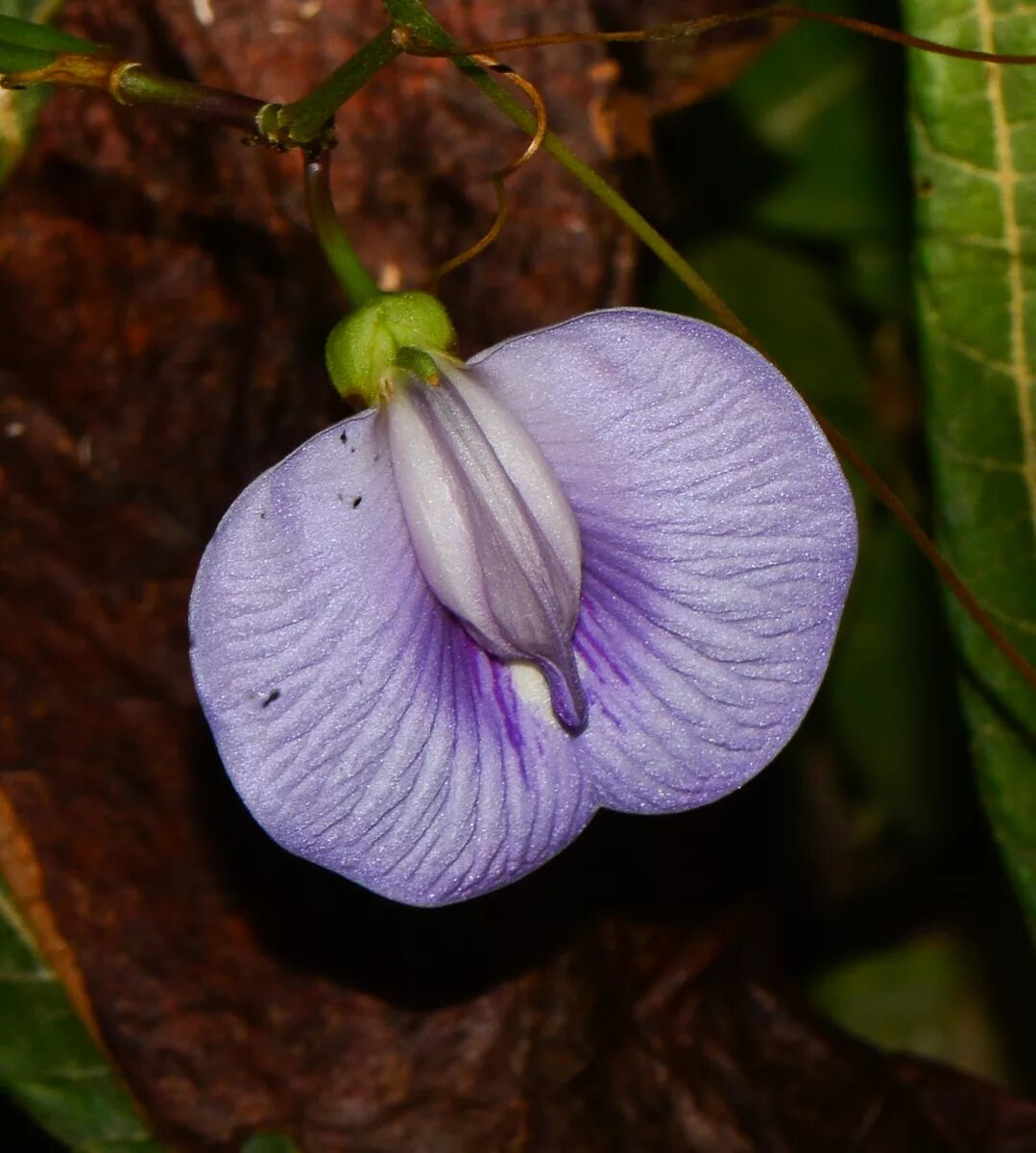 Клитория тройчатая Орхидея. Clitoria macrophylla. Клитория трехлистная.