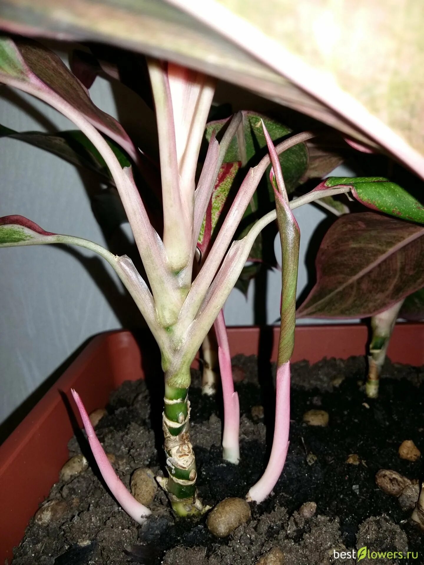 Аглаонема rotundum. Аглаонема крит черенкование. Аглаонема курочка. Аглаонема корни. Аглаонема округлая.