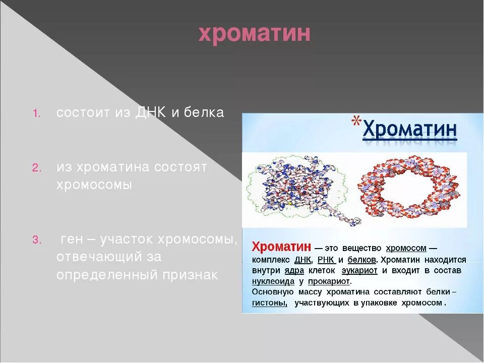 Строение клетки хроматин. Строение ядра хроматин. Строение ядра клетки хроматин. Хроматин строение и функции.