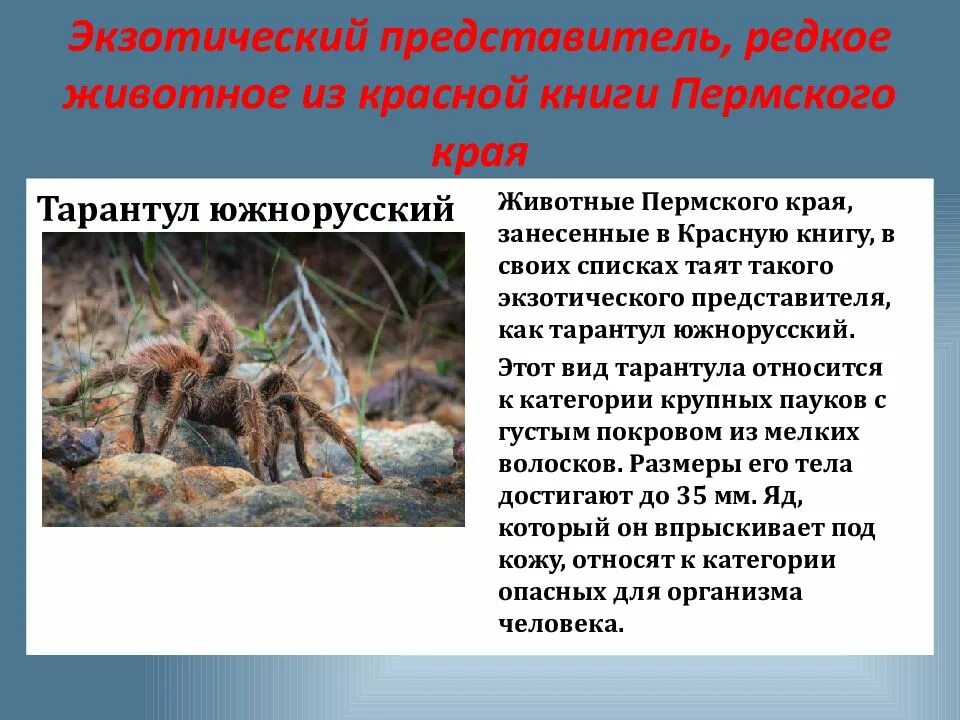 Проект красная книга пермского края 4 класс Красная книга пермского края проект
