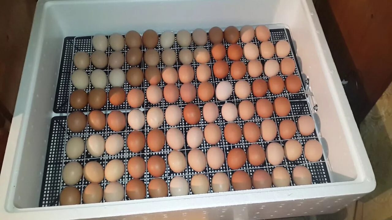 Купить яйца кур несушек для инкубатора. Инкубатор Несушка 70 яиц. Инкубатор Несушка 104 закладка куриных яиц. Инкубатор 104 гусиные яйца. Инкубационное яйцо закладка в инкубатор.