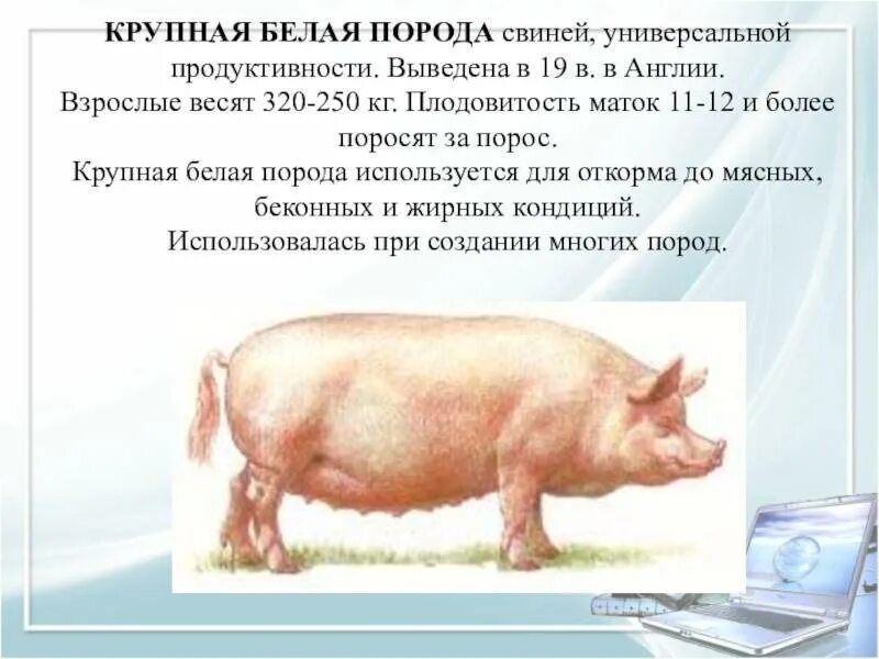 Таблица измерения свиней живым весом. Таблица поросят вьетнамских свиней. Оценка экстерьера и конституции свиней. Таблица измерения живого веса поросят. Таблица измерения поросят живым весом.