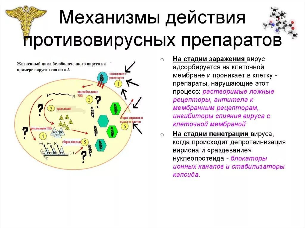 Действие вируса гриппа. Как противовирусные действуют на вирус. Механизм действия вирусных препаратов. Механизм действия противовирусных препаратов. Противовирусные средства механизм действия.