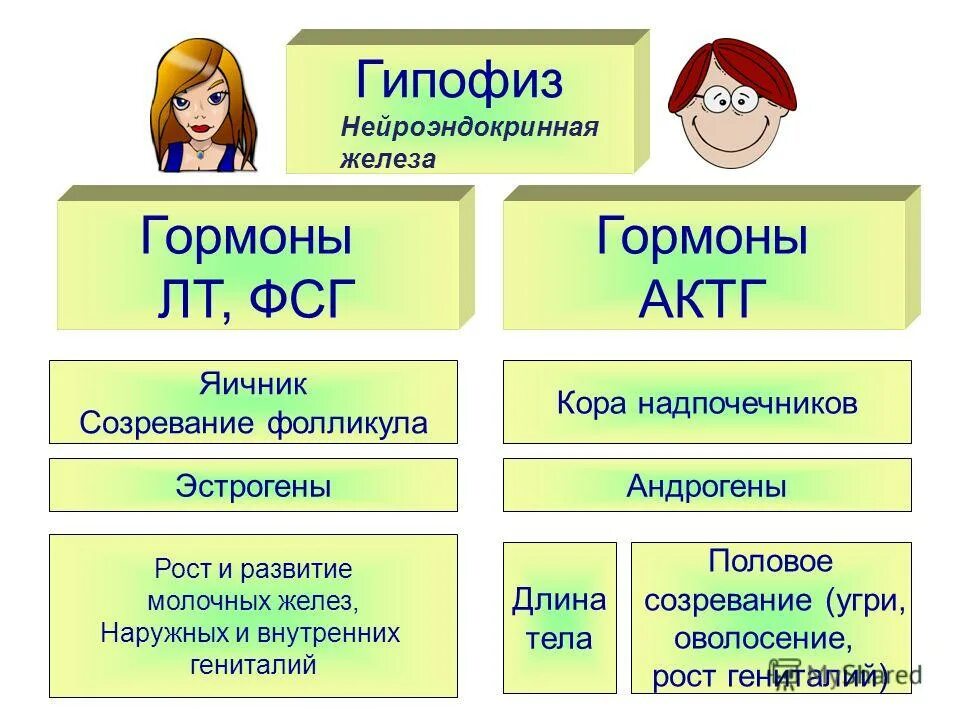 детские гормоны. стг гормон функции. гормоны определение кратко. гормон роста у детей норма. детские гормоны.