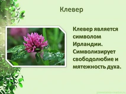 Растения и их страны