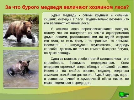 Рассказ о камчатском медведе 5 класс