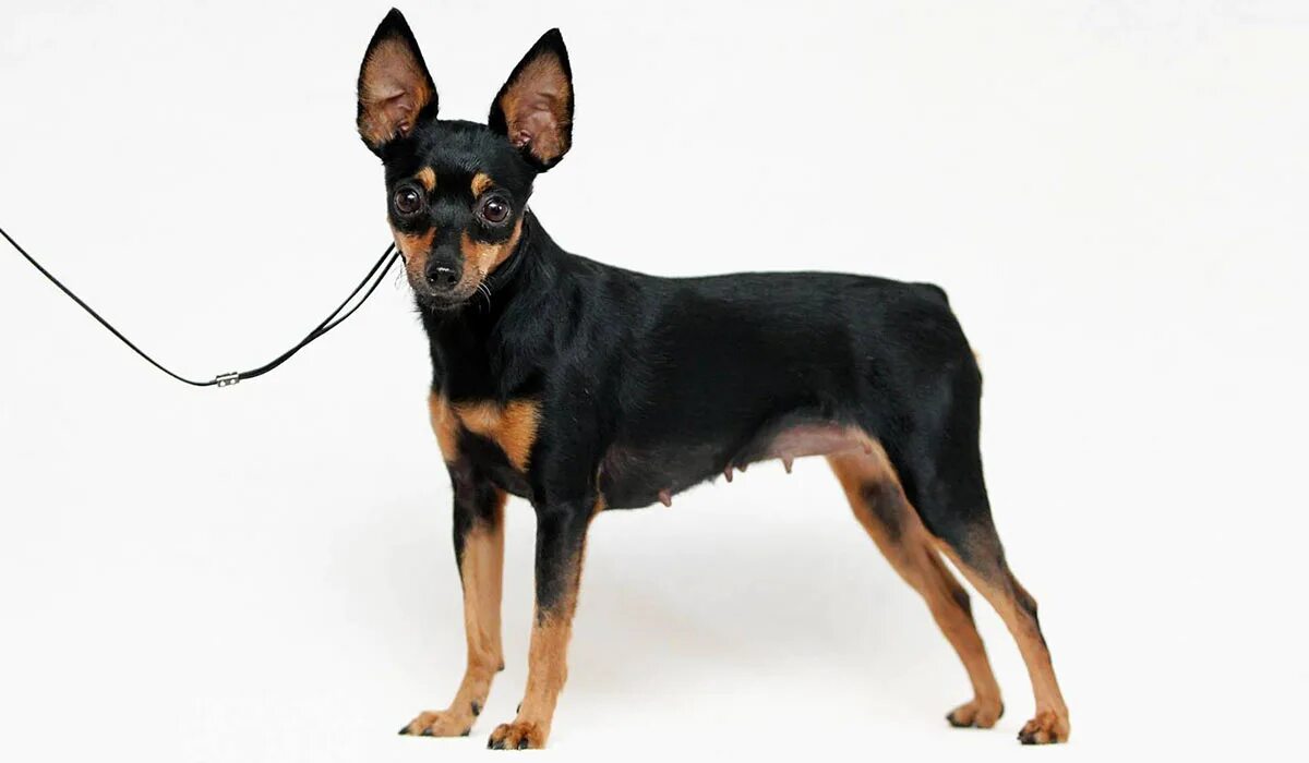 вельш корги терьер белый. вельш корги пемброк. собака без хвоста порода. собака без хвоста порода. ротвейлер шергард.