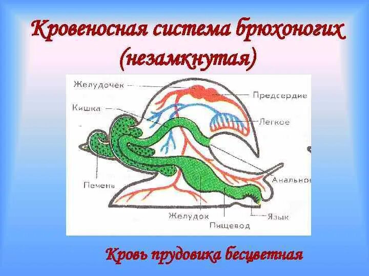 Схема кровеносной системы брюхоногого моллюска. Органы кровеносной системы брюхоногих моллюсков. Брюхоногие моллюски дыхательная система. Строение кровеносной системы брюхоногих моллюсков. Органы дыхания прудовика