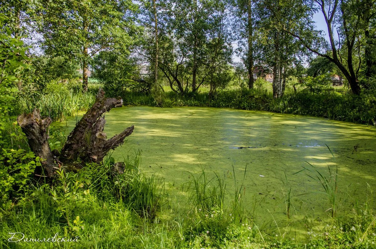 пруд родная заводь рязань. заросший пруд. заброшенные пруд. лето заросший пруд деревня. заброшенные пруд.