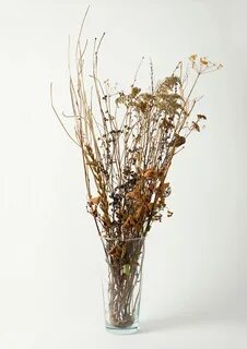 Dried plants