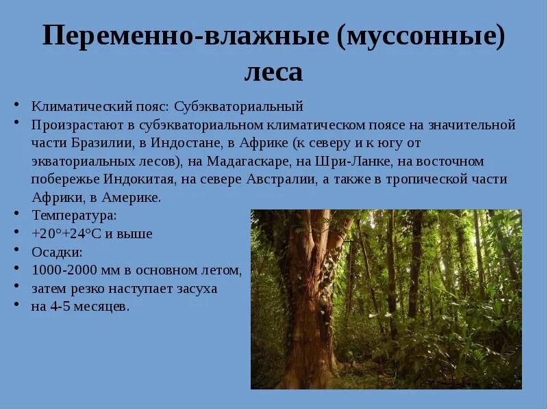 Переменно влажные муссонные леса растения и животные. Переменно влажные муссонные леса. зона муссонных субтропических лесов таблица. природная зона переменно влажные муссонные леса. зона переменно влажных муссонных лесов климат.